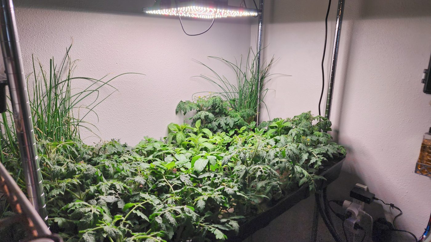 Lettuce, tomatoes, peppers and onions thriving under grow lights.